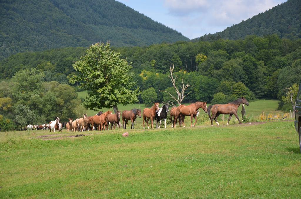 לינה וארוחת בוקר Oberhaslach Le Neufeld מראה חיצוני תמונה