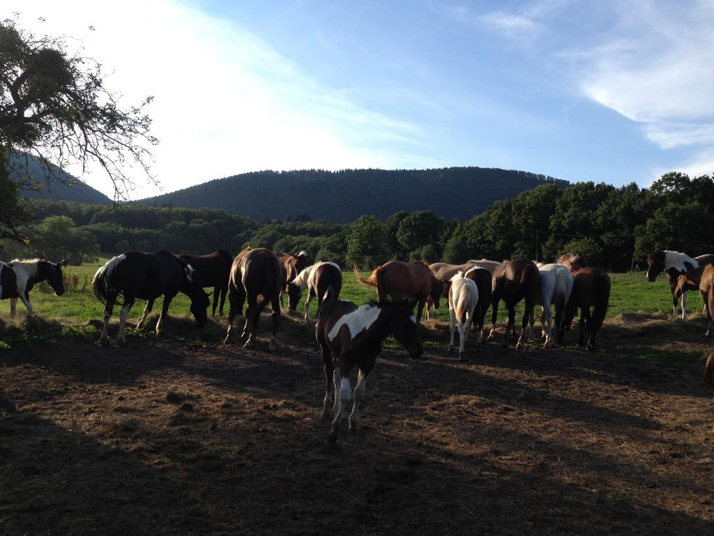לינה וארוחת בוקר Oberhaslach Le Neufeld מראה חיצוני תמונה